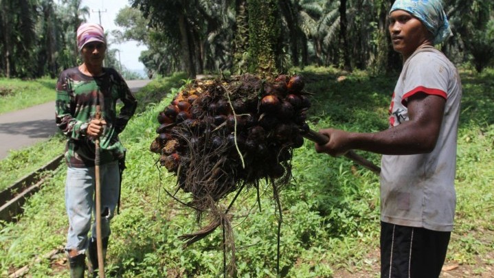 Mendag Minta Pabrik Beli Sawit Petani Rp1.600 per Kg