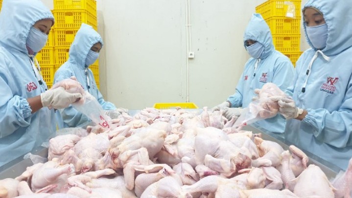Dapat Izin, Indonesia Ekspor Ayam ke Singapura