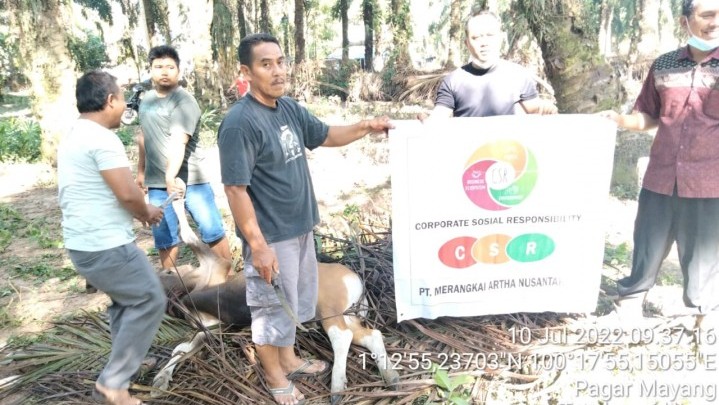 PT MAN Desa Bangun Jaya Rohul Salurkan Sapi Kurban di Daerah Operasional Perusahaan