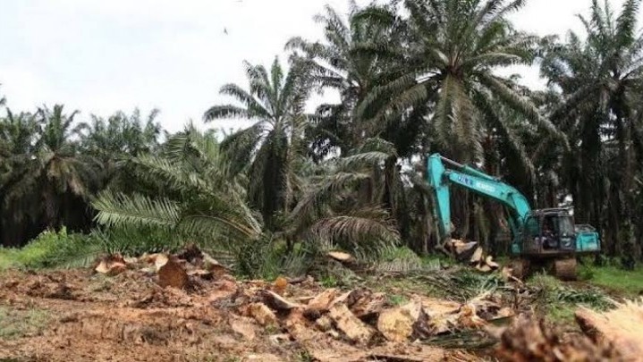 Realisasi Program Replanting Sawit Rakyat di Siak Rendah Realisasi Program Replanting Sawit Rakyat di Siak Rendah