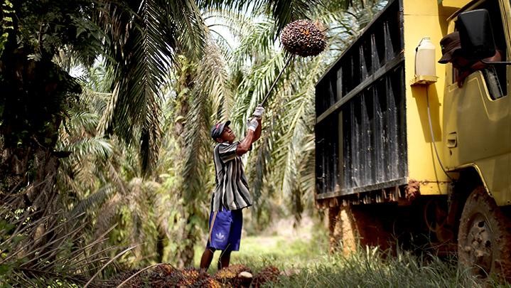 Imbauan Mendag Beli Sawit Petani Rp 1.600 Disebut Disbun Tidak Bisa Diterapkan di Riau Imbauan Mendag Beli Sawit Petani Rp 1.600 Disebut Disbun Tidak Bisa Diterapkan di Riau