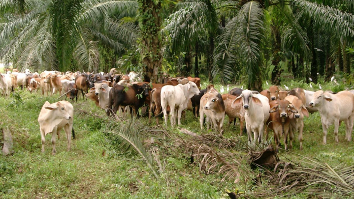 Integrasi Sawit-Sapi, Ini Kata Sekdaprov Riau Integrasi Sawit-Sapi, Ini Kata Sekdaprov Riau