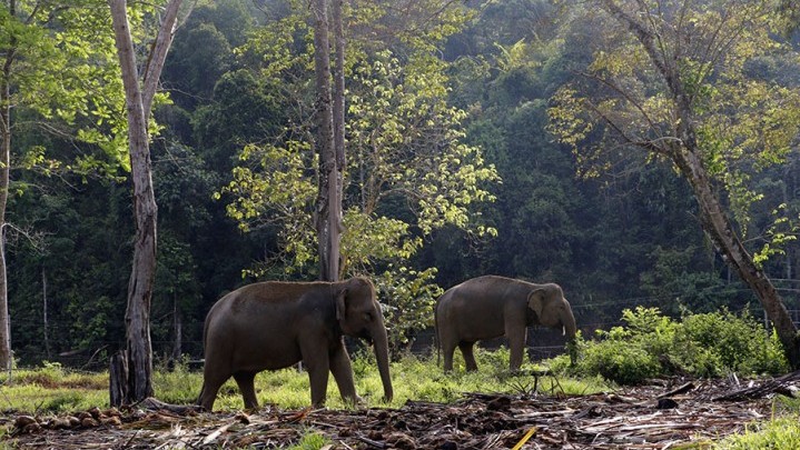 Di Pelalawan Gangguan Gajah Liar Terus Berulang