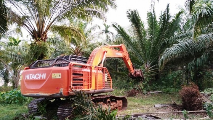 Replanting Kelapa Sawit di Riau, Berikut Sebaran Kuota yang Didapat Setiap Daerah Replanting Kelapa Sawit di Riau, Berikut Sebaran Kuota yang Didapat Setiap Daerah