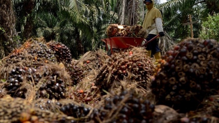 Harga TBS Sawit Ditargetkan Zulhas Naik Jadi Rp2.400 per Kg