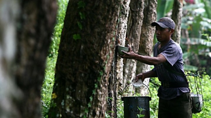 Harga Karet di Kuansing Pekan Ini Turun, Berikut Datanya