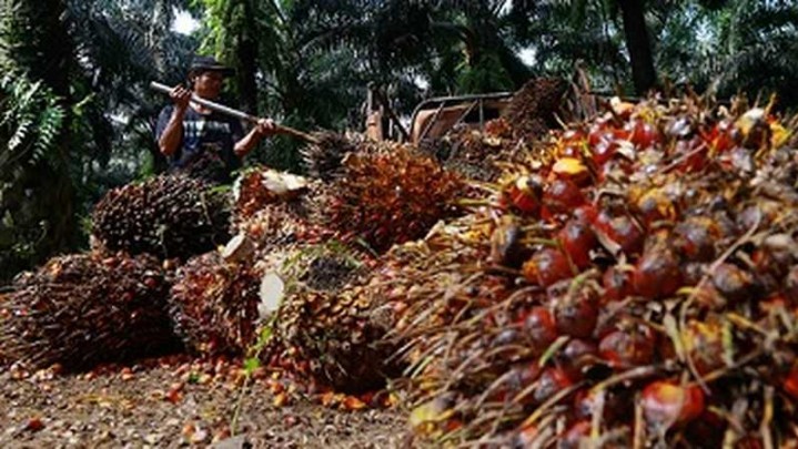 Di Siak, Sawit Petani Hanya Dihargai Rp750 per Kg