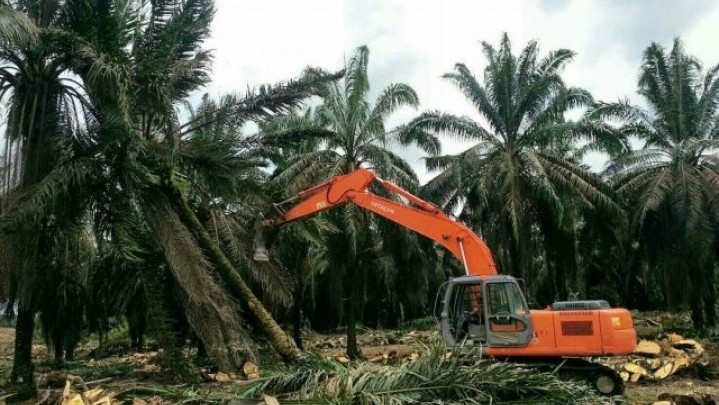 Segini Banyak Petani Sawit di Siak yang Dapat Program Replanting