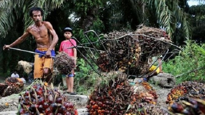 Kabar Baik, Harga Sawit di Riau Sepekan ke Depan Naik