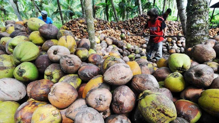 Banyak Kelapa di Indragiri Hilir Tidak Lagi Produktif