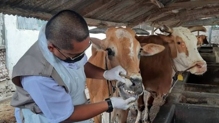 Pemprov Riau Data Sapi Mati Karena PMK untuk Diusulkan Dapat Bantuan