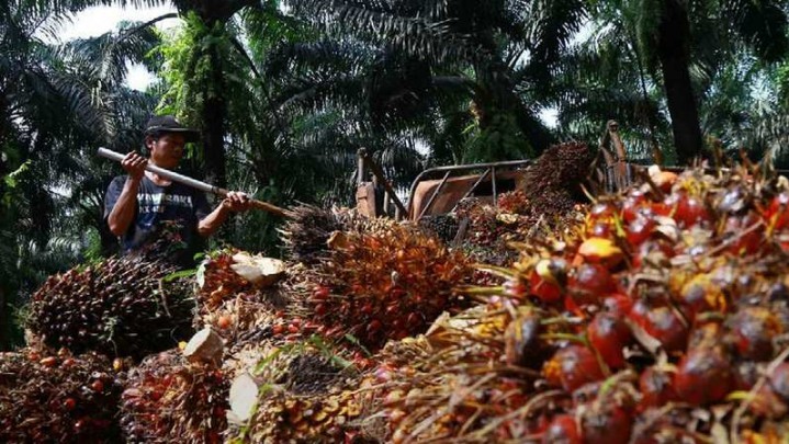 Kabar Baik, Harga Sawit di Riau Naik Sepekan ke Depan