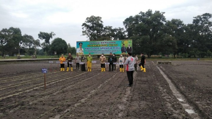 Tanaman Bawang Merah di Daratan Rendah Diupayakan Berkembang di Riau