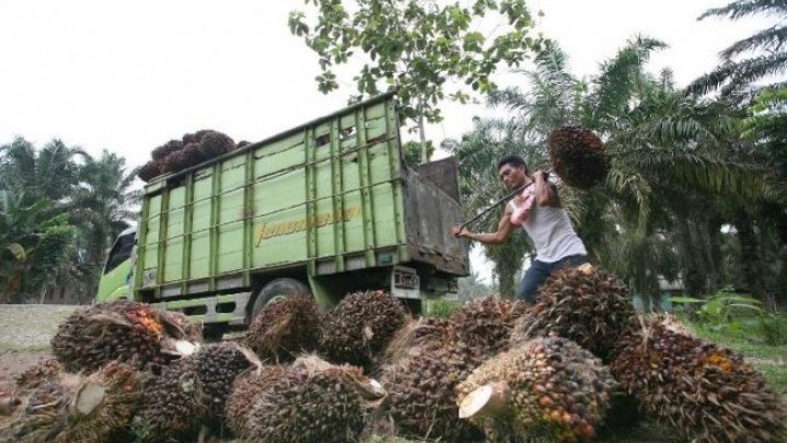 Alhamdulillah, Harga Sawit Berangsur Naik