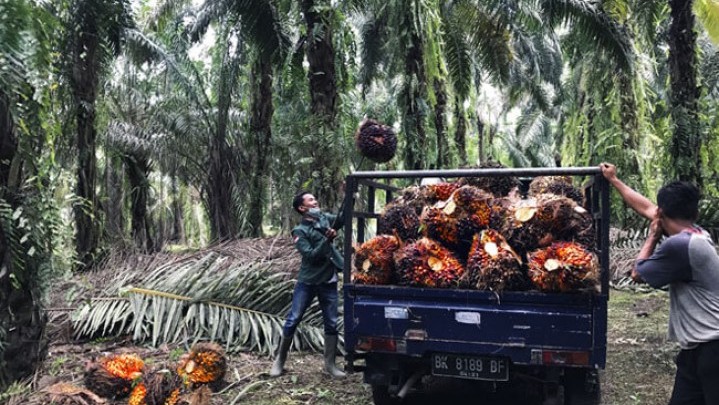 Menko Airlangga Disurati Gubri Syamsuar Terkait Harga Sawit