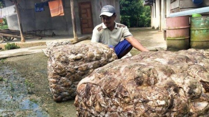 Berikut Gambaran Harga Karet di Riau Pekan Ini