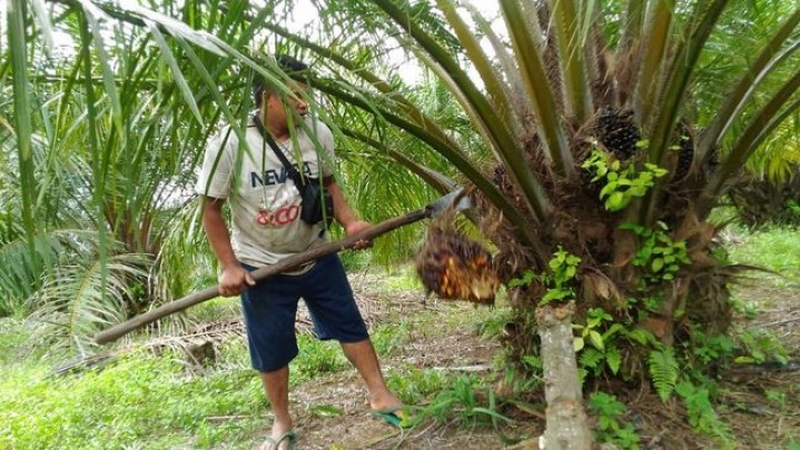 Kabar Baik, Harga Kelapa Sawit Sepekan ke Depan Naik