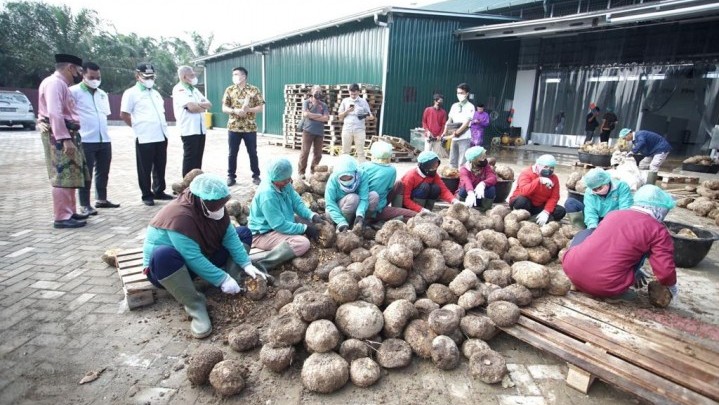 PT MPN di Perawang Produksi Keripik hingga Tepung dari Porang