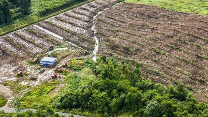 KLHK Ampuni 75 Perusahaan Sawit dan Tambang, Walhi Nilai Pembangkangan Putusan MK KLHK Ampuni 75 Perusahaan Sawit dan Tambang, Walhi Nilai Pembangkangan Putusan MK