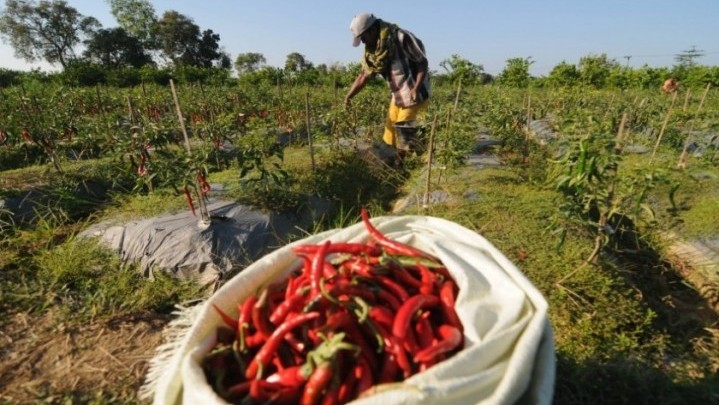 Pemkab Karimun Siapkan Puluhan Hektar Lahan untuk Ditanami Cabai