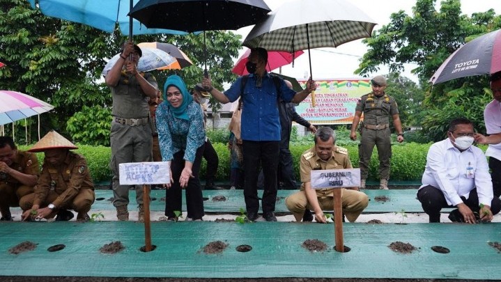 Gerakan Tanam Cabai di Pekarangan, Gubri: Perlunya Kerja Sama Tekan Inflasi