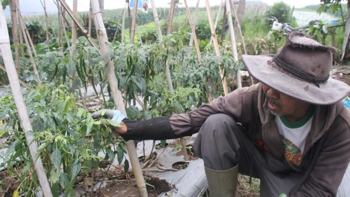 Menanam Cabai Salah Satu Program Utama TPID Tekan Inflasi di Riau