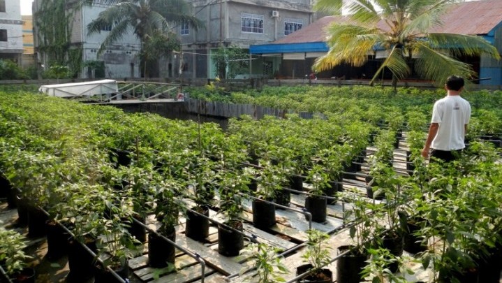 Budidaya Cabai, BUMDes di Riau akan Dilibatkan Budidaya Cabai, BUMDes di Riau akan Dilibatkan