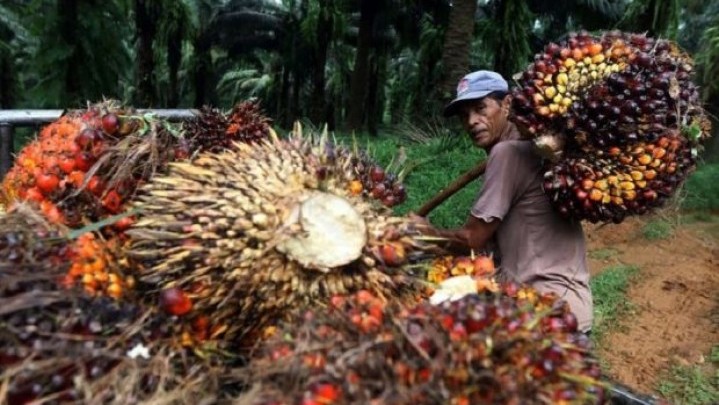 Sepekan ke Depan Harga Sawit di Riau Naik Sepekan ke Depan Harga Sawit di Riau Naik