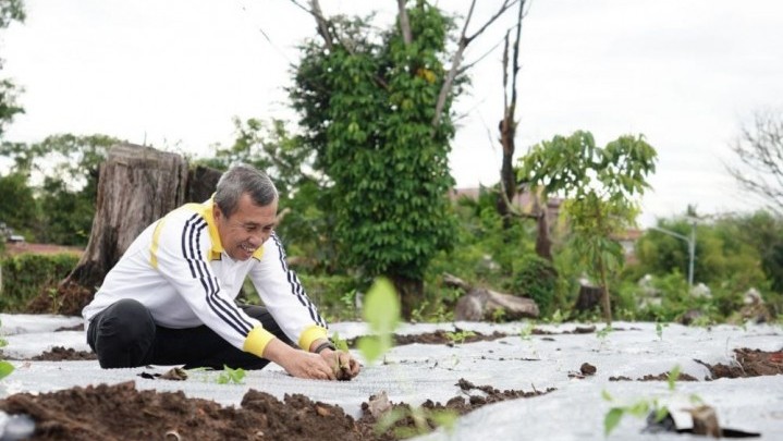 Gubri Syamsuar Tanam Cabai di Pekarangan Rumah Dinas, Alasannya Kendalikan Inflasi