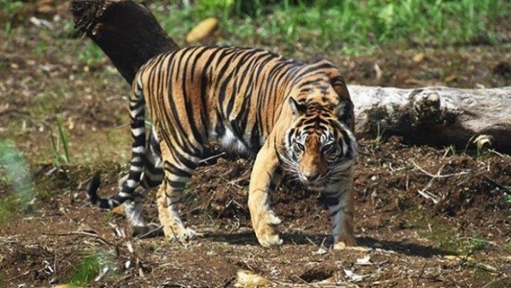 Harimau Sumatera Serang Karyawan HTI PT RPM Pelalawan