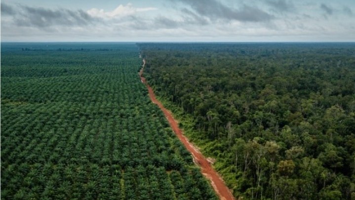 Gubri Minta Petunjuk Kejati, Kebun Sawit Ribuan Hektare di Riau Masuk Kawasan Hutan Masih Dimanfaatkan Pemiliknya Gubri Minta Petunjuk Kejati, Kebun Sawit Ribuan Hektare di Riau Masuk Kawasan Hutan Masih Dimanfaatkan Pemiliknya