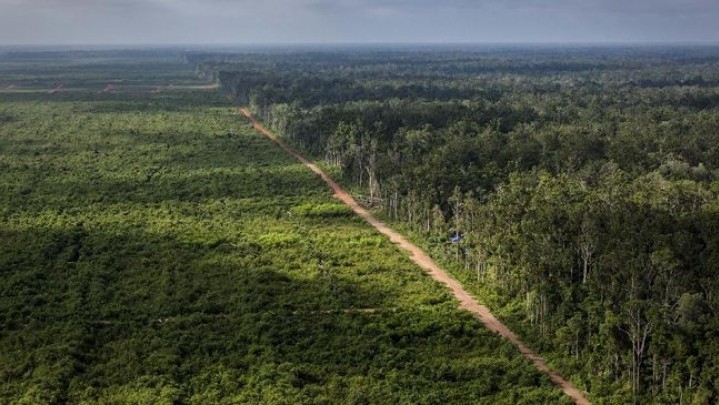 Kebijakan Pemutihan Sawit dalam Kawasan Hutan Ditegaskan KLHK Tidak Ada Kebijakan Pemutihan Sawit dalam Kawasan Hutan Ditegaskan KLHK Tidak Ada