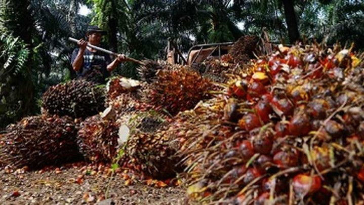 Harga Sawit di Riau Pekan Ini Naik Tipis Harga Sawit di Riau Pekan Ini Naik Tipis