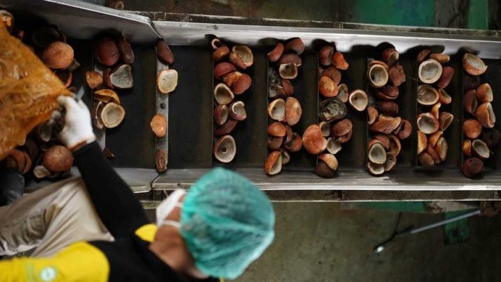 Harga Kopra Turun, Jokowi: Sulit Diintervensi