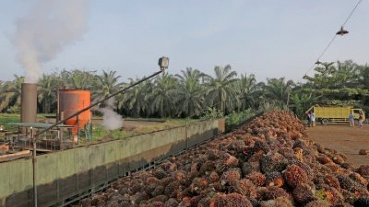 Berikut Prediksi Disbun Riau Harga Sawit ke Depan Berikut Prediksi Disbun Riau Harga Sawit ke Depan