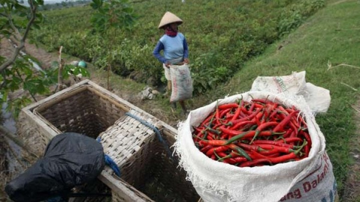 Pemprov Riau Kerja Sama dengan Sumbar dan Sumut Atasi Kekurangan Cabai