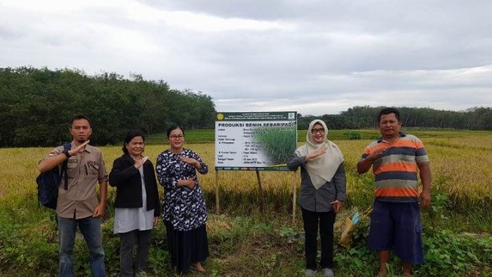 Di Rohul, BPTP Riau Produksi Benih Padi Bermutu Di Rohul, BPTP Riau Produksi Benih Padi Bermutu