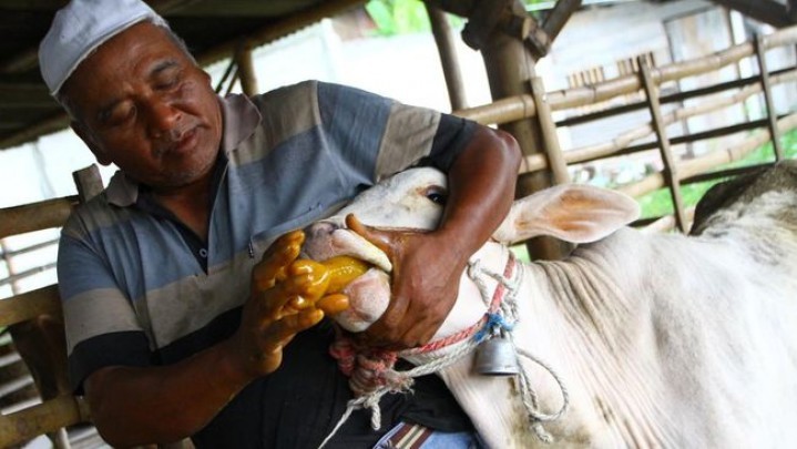 Kasus PMK Ternak di Riau: 24 Mati, 28 Potong Paksa, 4.177 Potong Paksa