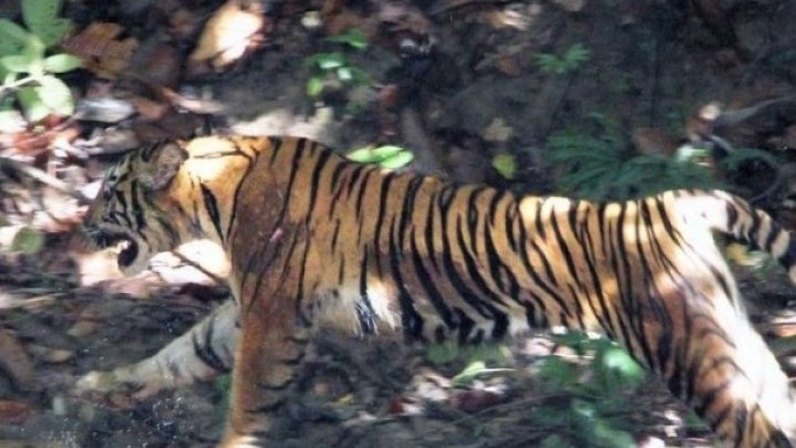 Ternak Warga Lereng Gunung Singgalang Sumbar Dimangsa Harimau