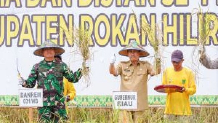 Di Rohil, Program Ketahanan Pangan Korem Mulai Panen Raya Di Rohil, Program Ketahanan Pangan Korem Mulai Panen Raya