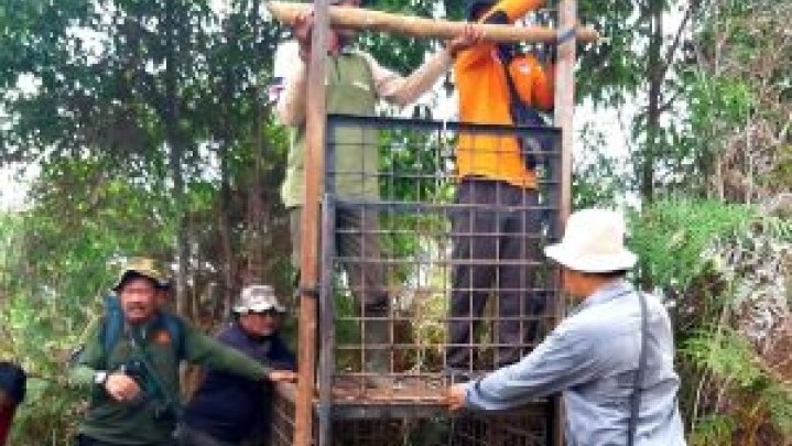 BBKSDA Siapkan Kambing Mitigasi Munculnya Harimau di Siak
