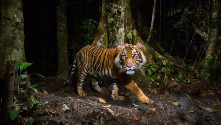 Ini Pengakuan Pekerja di Kawasan Konsesi Pelalawan Duel dengan Harimau Sumatera