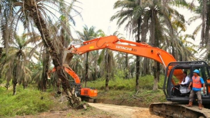 Gubri Syamsuar Dorong Pemilik Kebun Sawit yang Sudah Tua Segera Diremajakan Gubri Syamsuar Dorong Pemilik Kebun Sawit yang Sudah Tua Segera Diremajakan