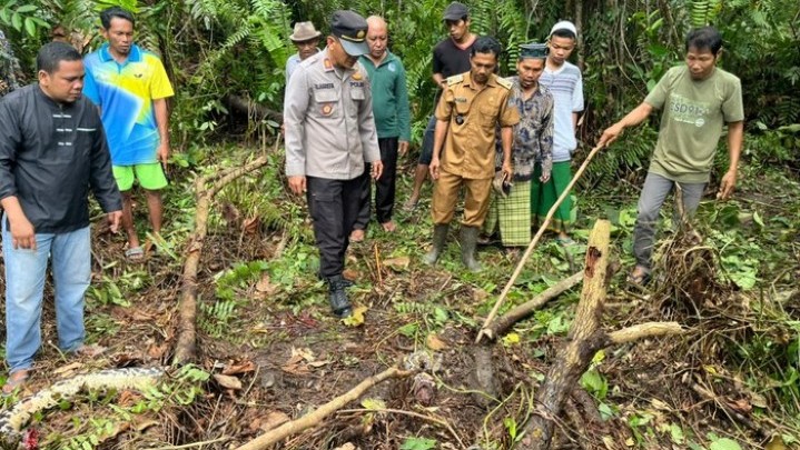 Seperti Ini Kronologi Wanita Dimakan Ular Piton di Jambi