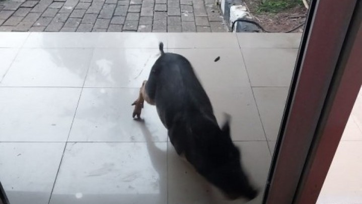 Babi Corak Hitam Putih Masuk Kantor DLH DKI Jakarta Babi Corak Hitam Putih Masuk Kantor DLH DKI Jakarta