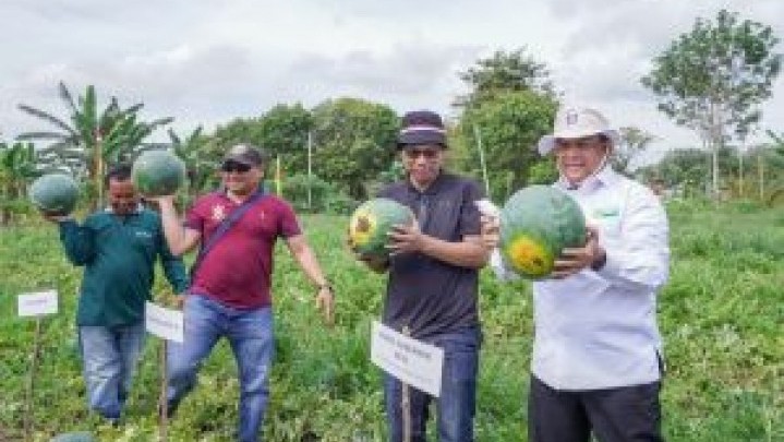Lahan Pemprov Riau Dimanfaatkan Tanam Semangka, Kini Panen Raya