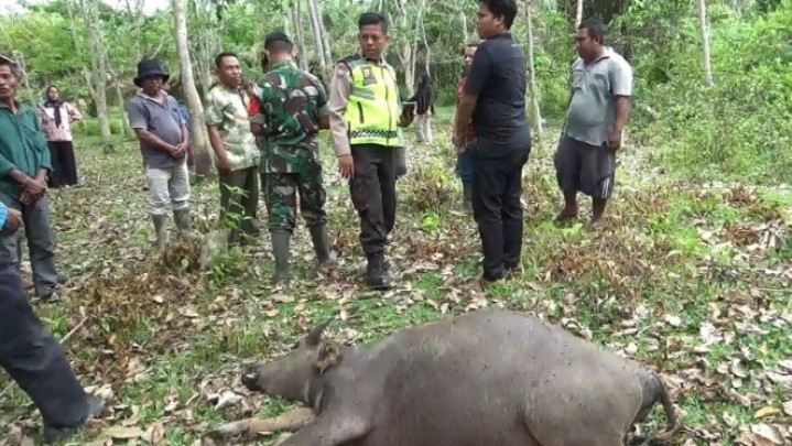 Diduga Terpapar Penyakit SE, 426 Kerbau di Rokan Hulu Mati Diduga Terpapar Penyakit SE, 426 Kerbau di Rokan Hulu Mati