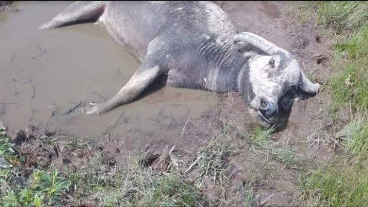 Sudah Ratusan Ternak yang Mati, Tim Observasi DPKH Riau Baru Akan Observasi Penyakit Sapi Ngorok di Rohul Sudah Ratusan Ternak yang Mati, Tim Observasi DPKH Riau Baru Akan Observasi Penyakit Sapi Ngorok di Rohul