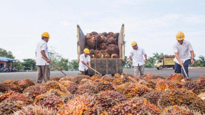 Rencana Ganti Bahan Bakar Fosil ke Sawit Butuh Keseriusan