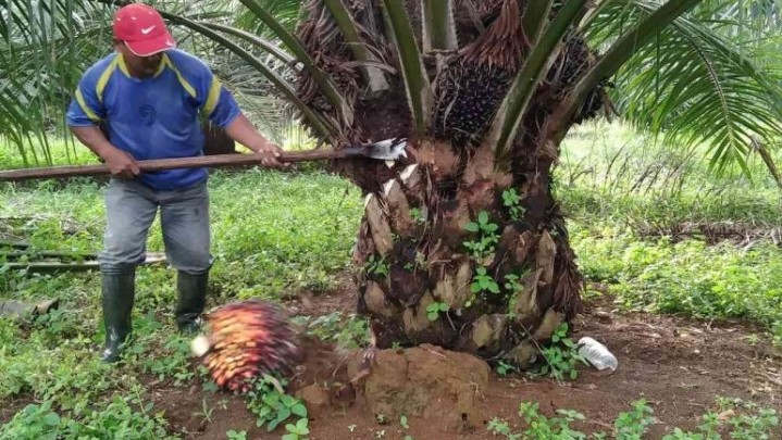 Alhamdulillah, Harga Sawit di Riau Pekan Ini Naik